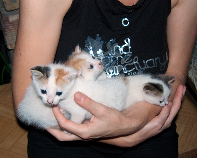 Котовторник  от 3.04.2012