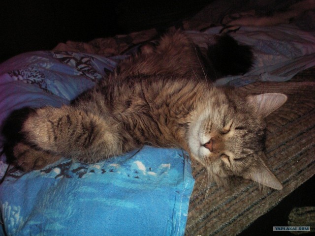 Котовторник 29.05.2012