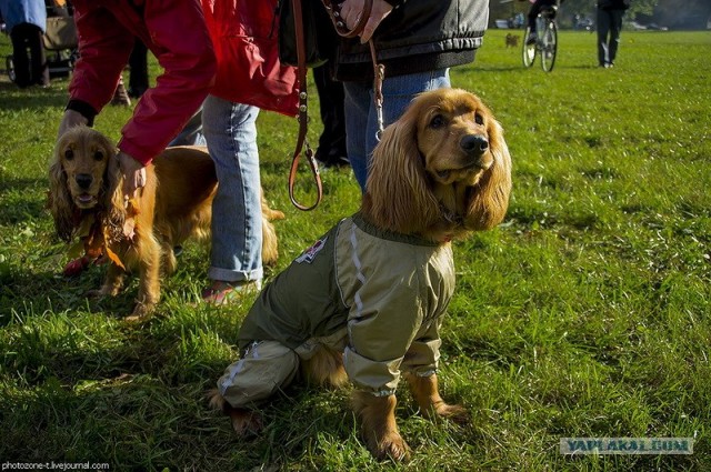 Собака — Улыбака :)