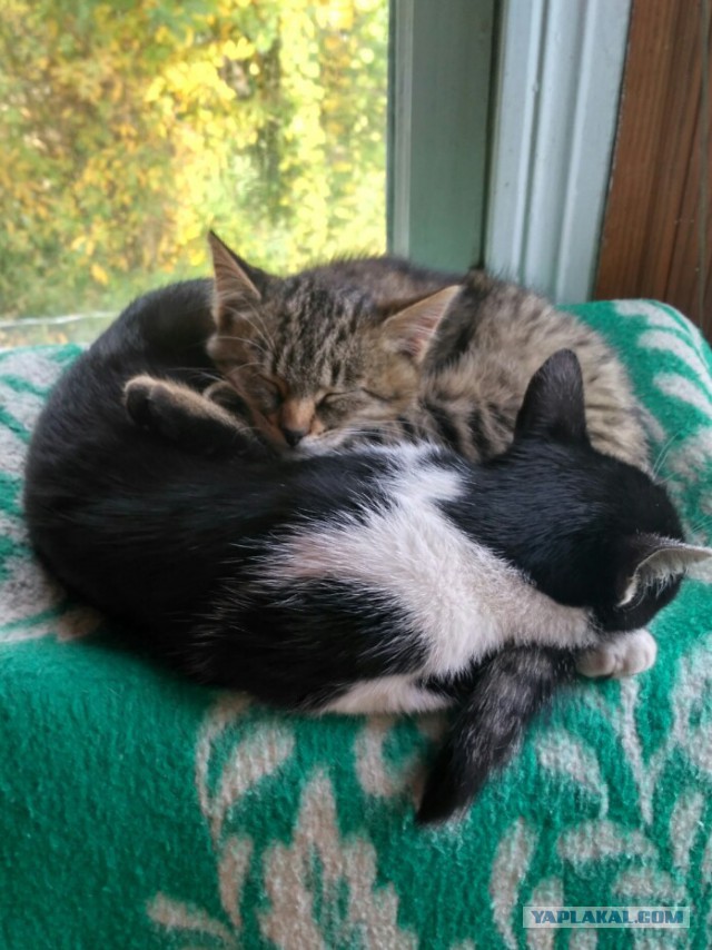 С Днём кошки!