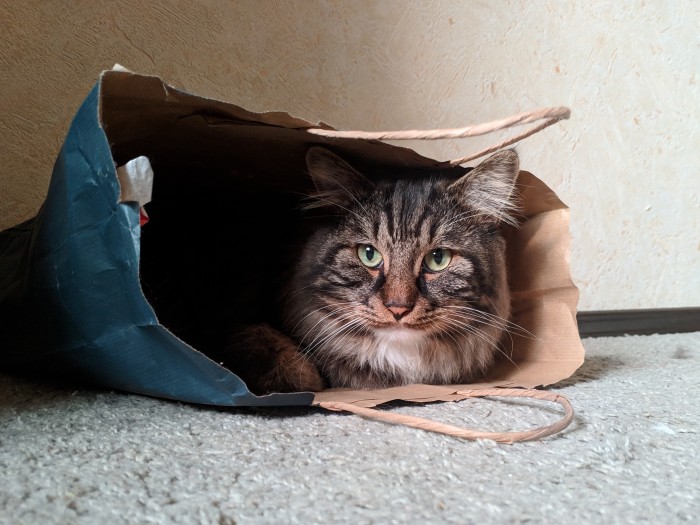 Кошки отдыхают