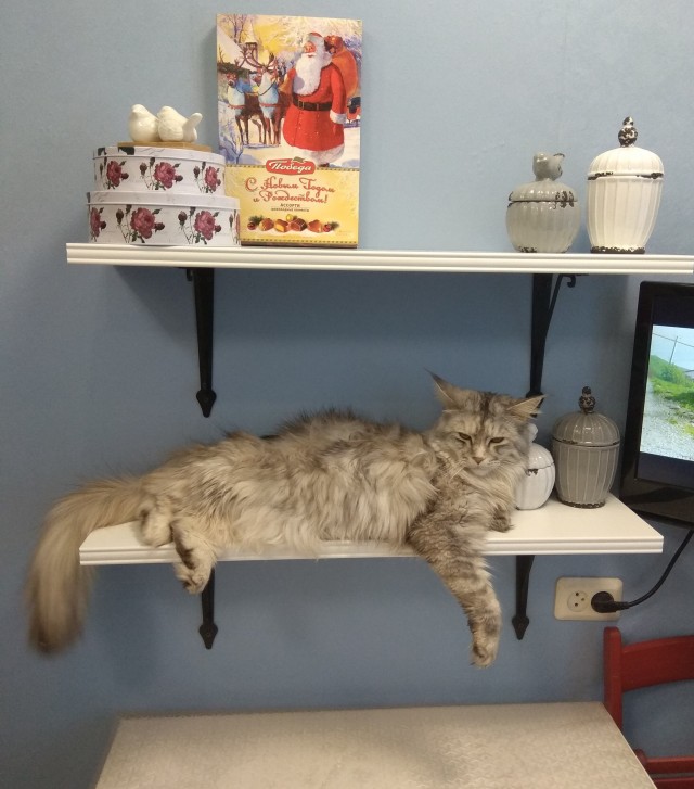 Котовторник. Добавляйте своих
