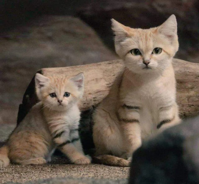 Всех с праздничком, но про котовторник не забываем))