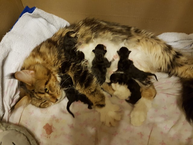 Погнали! С котовторником, други!