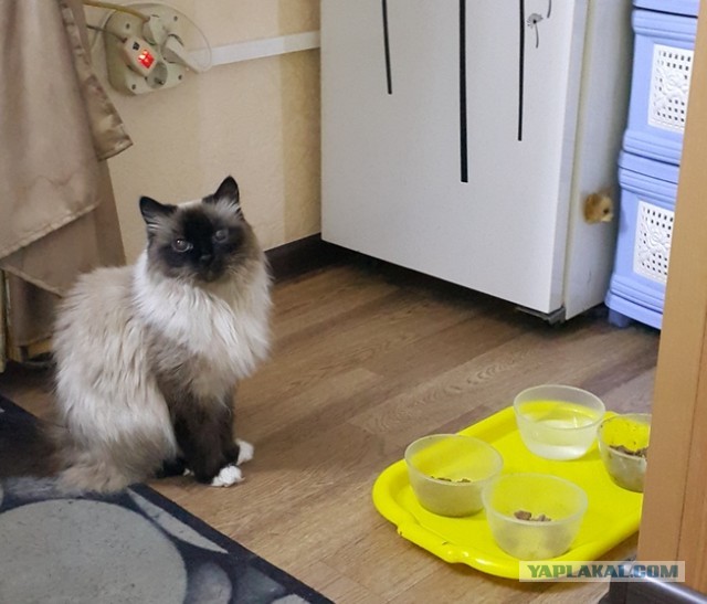 Котовторник 21.12.21