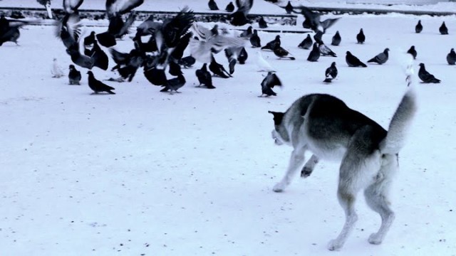 Власти Забайкалья предложили изменить закон, после смерти ребенка от бездомных собак