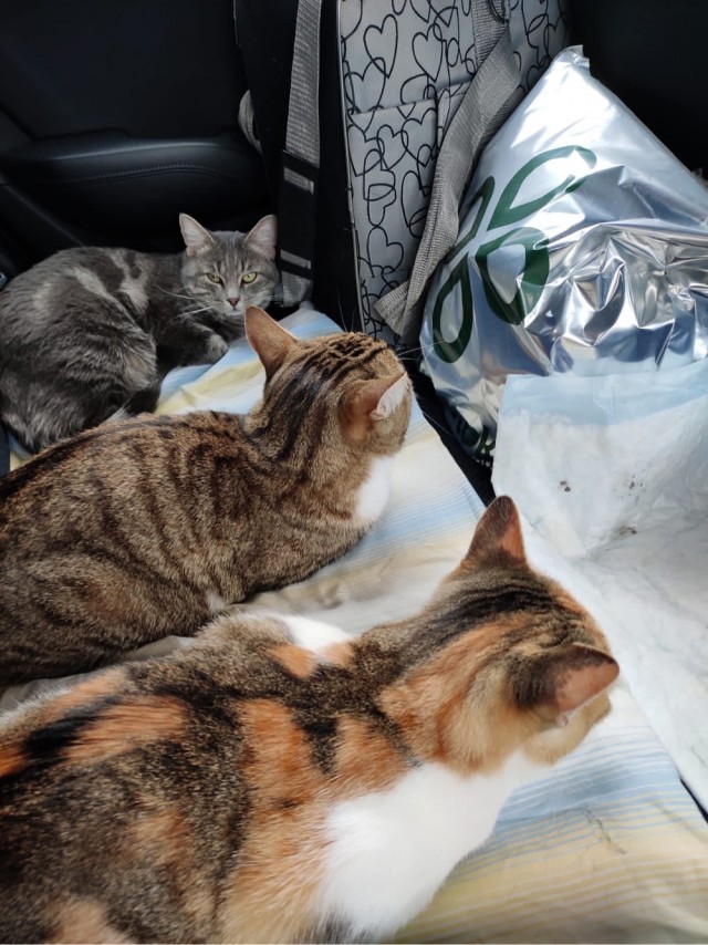 Котовторнику посвящается