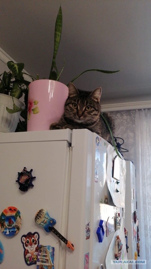А что это мы котовторник не начинаем? Время пришло!