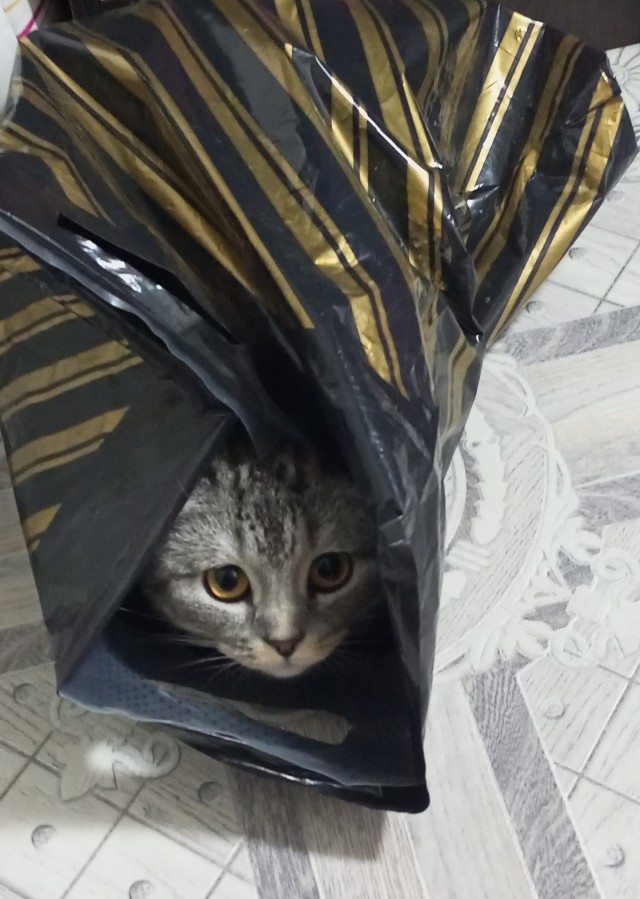 Коты. Филя, Пуся, Вася