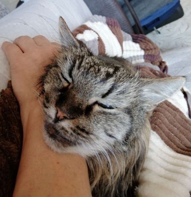 На котовторник