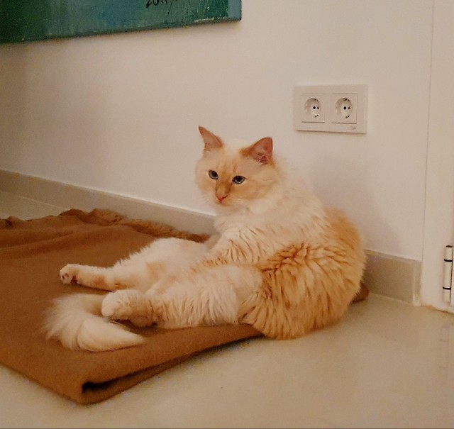 Мой котовторник