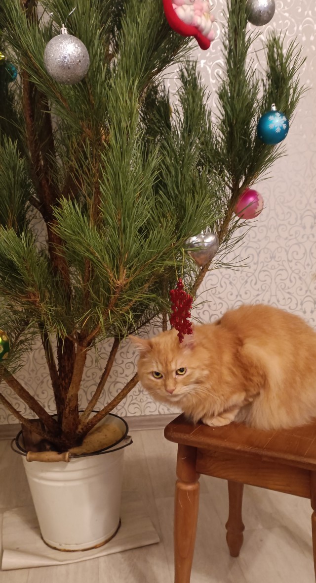 Мой Песдюк