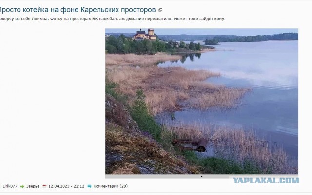 Просто котейка на фоне Карельских просторов