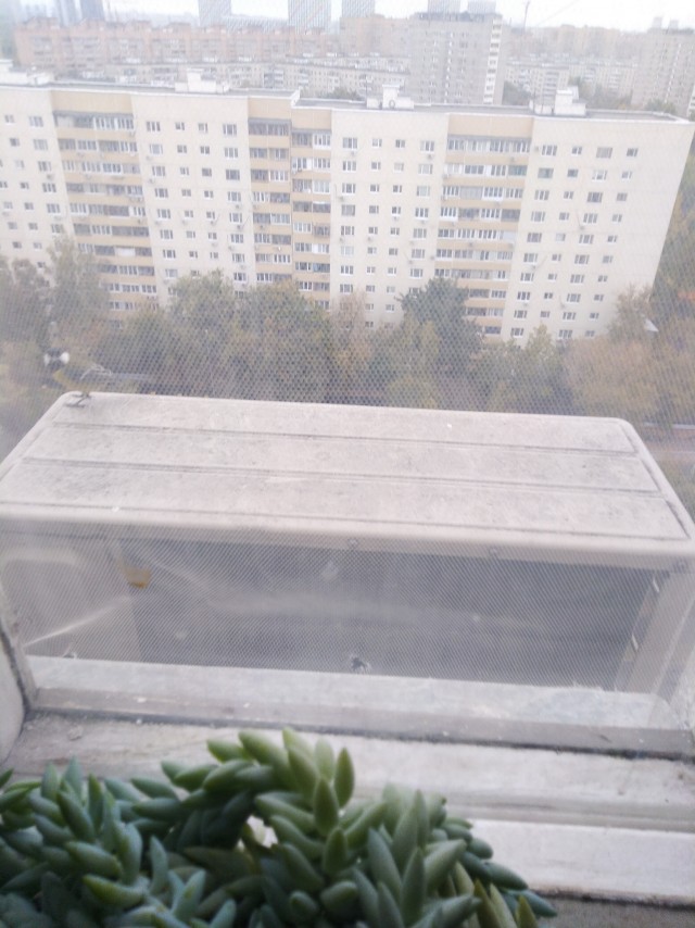 Гостья