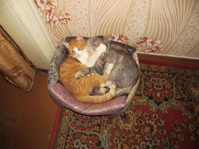 Первый Котовторник 2024