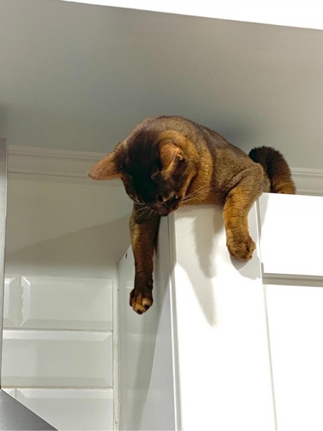 С котовторником ЯПовцы