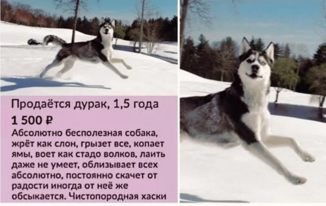 Хаски напали на человека