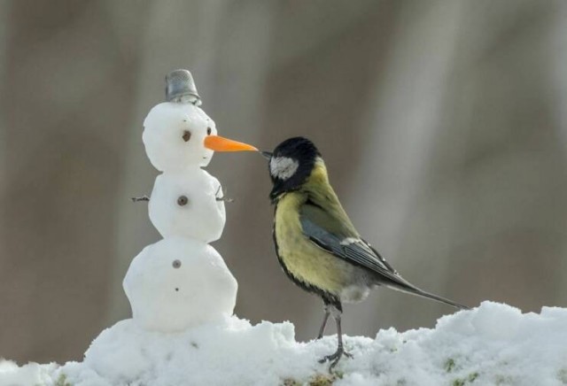 Немного забавных картинок от 04.05.2025