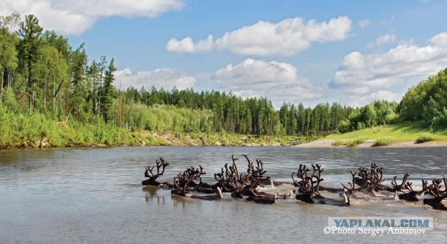 Красота! Лето на Ямале. Фото