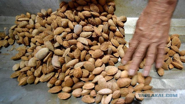 Врач рассказала о пользе орехов для здоровья