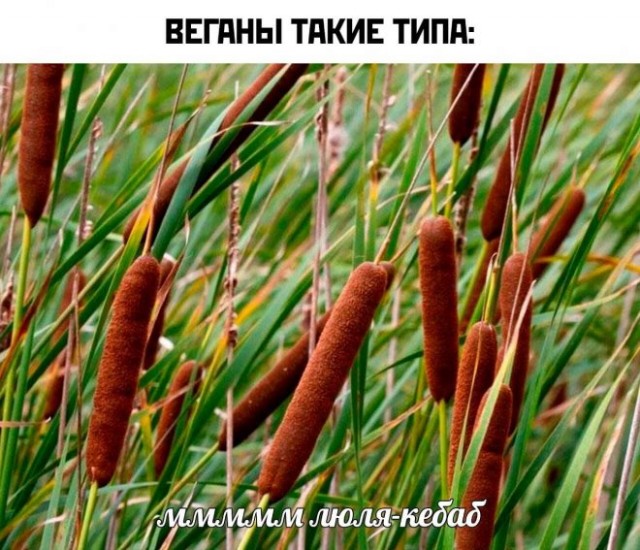 Веселые картинки в пятницу (12.09)