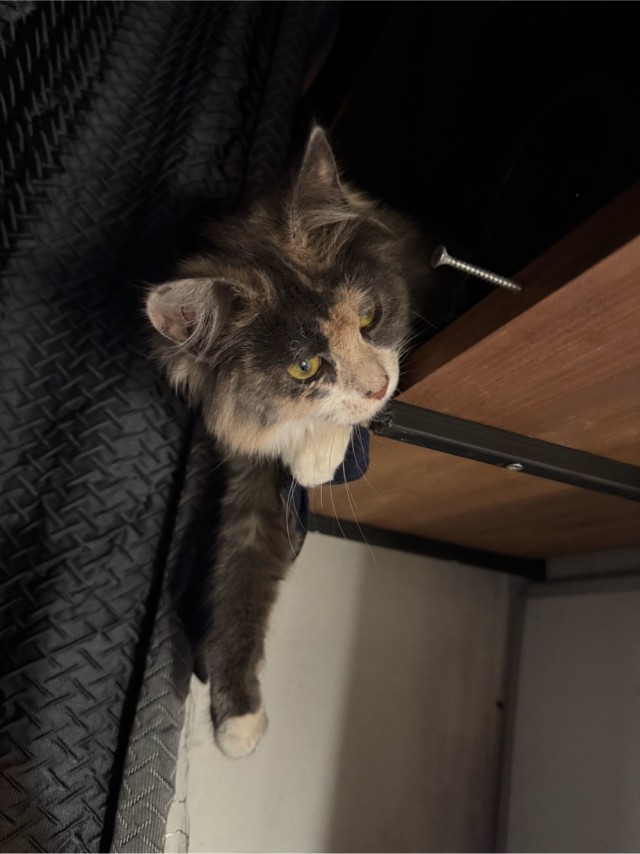 Кот Ричард и Кошка руна