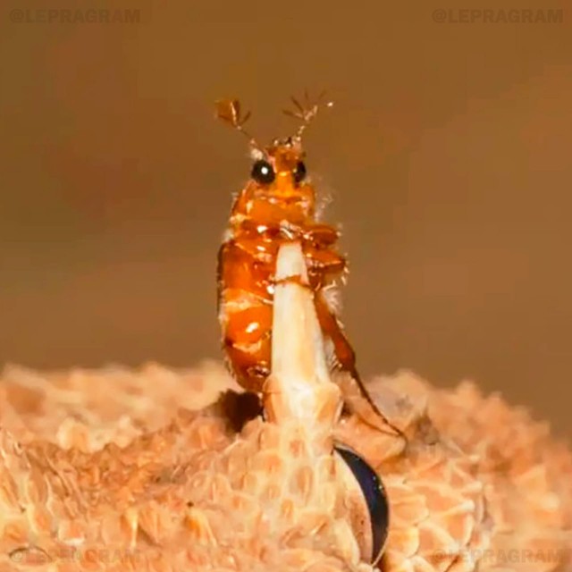 Гони