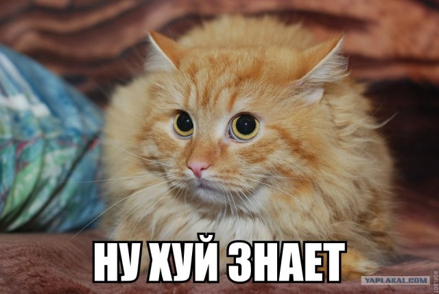 Чувак с котом, проживают свои лучшие жизни!