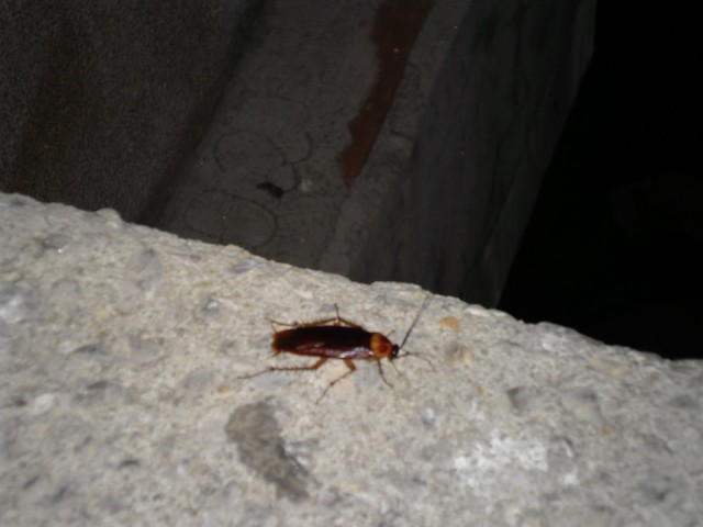 8 дней на Ибице...