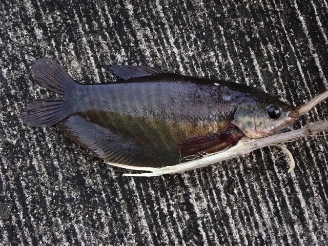 Рыбалка в Бангкоке