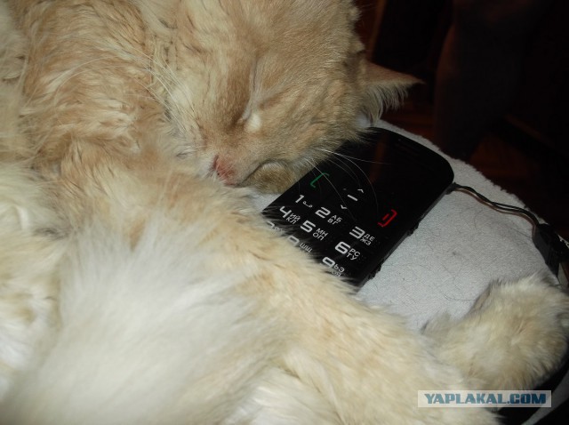 Котовторник  10.12.2013