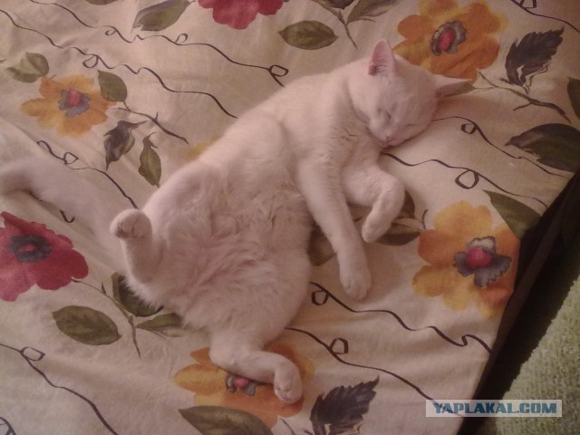 Котовторник   17.12.2013