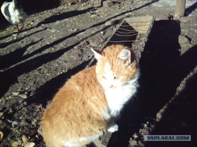 Котовторник   31.12.  2013