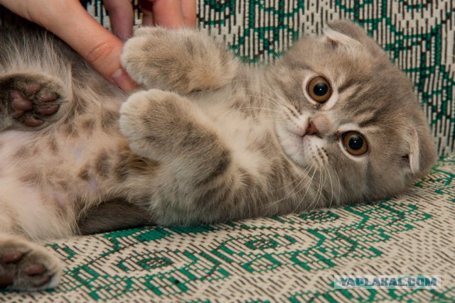 Котовторник  28.01.14