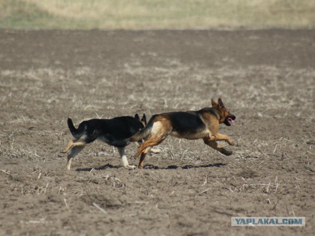 Собачки: русская борзая