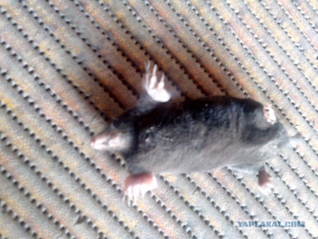 Котеньки люто-бешено рады прогулке на природе