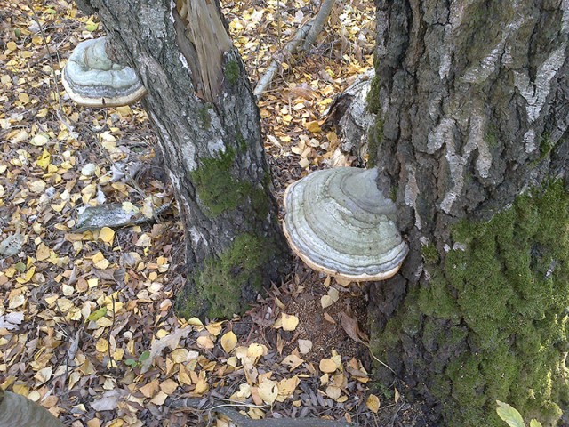 Пятница без политики