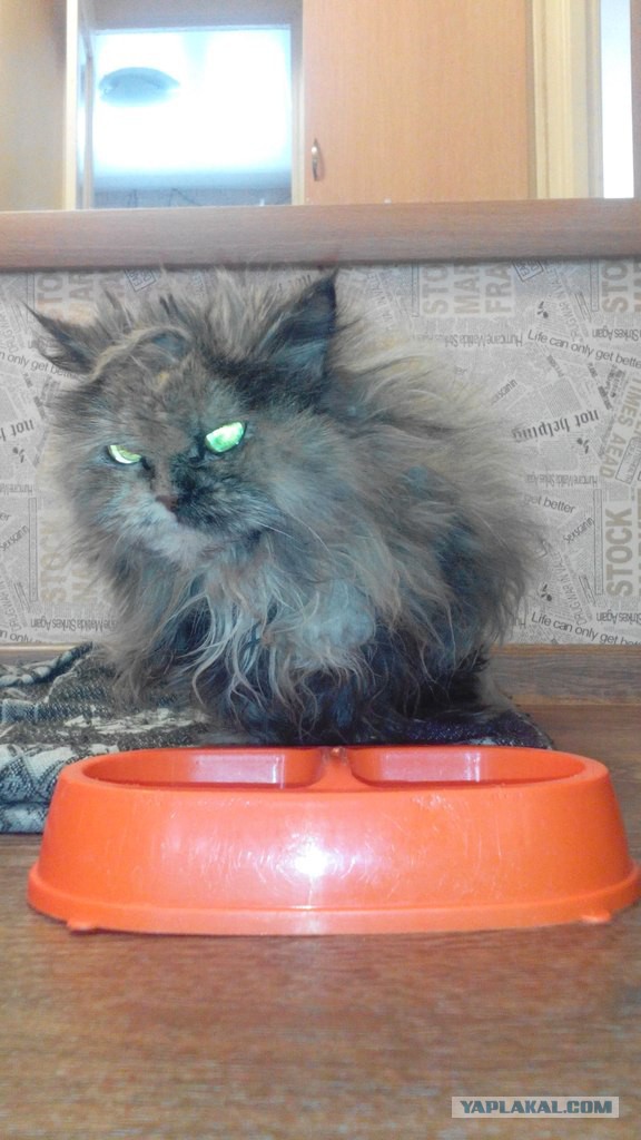 Нашёл кота пенсионера (часть вторая)
