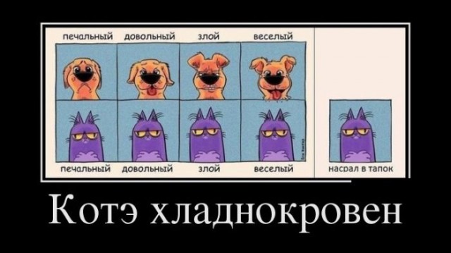Котэ-факты, что Вы не знали об усатых любимцах!