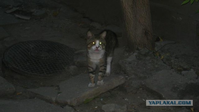 Котовторник 04.08.2015