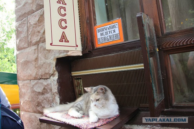 Коты Крыма