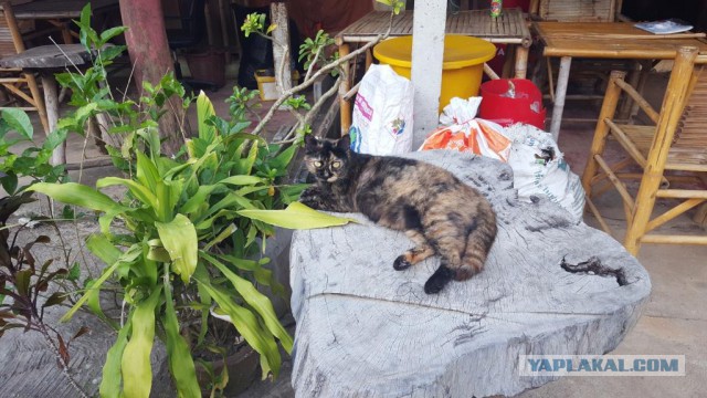 Котовторник 22.12.2015