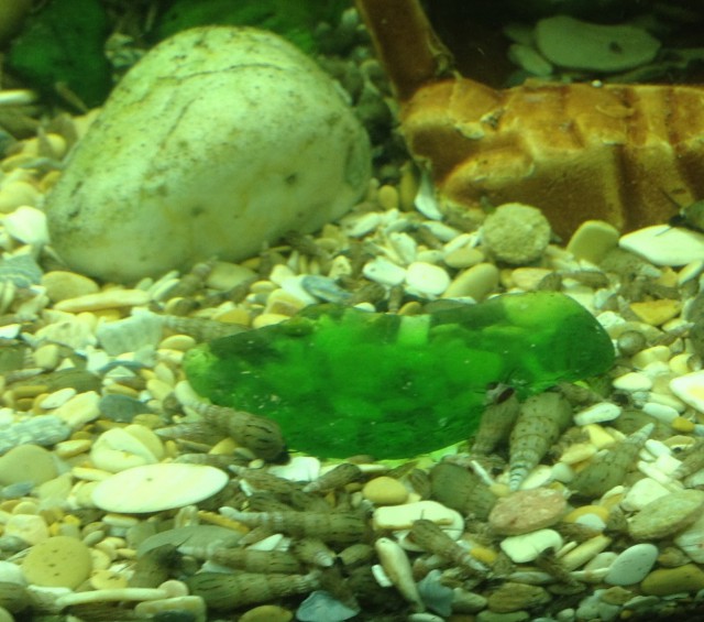 Аквариумные страдания