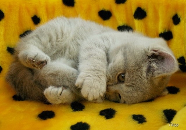 Коты, кошки, котята
