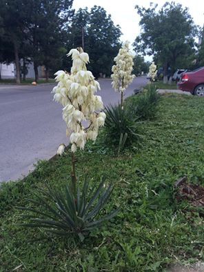Юкка совсем распустилась..