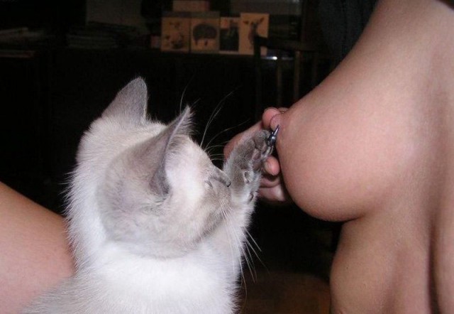 Коты из сети