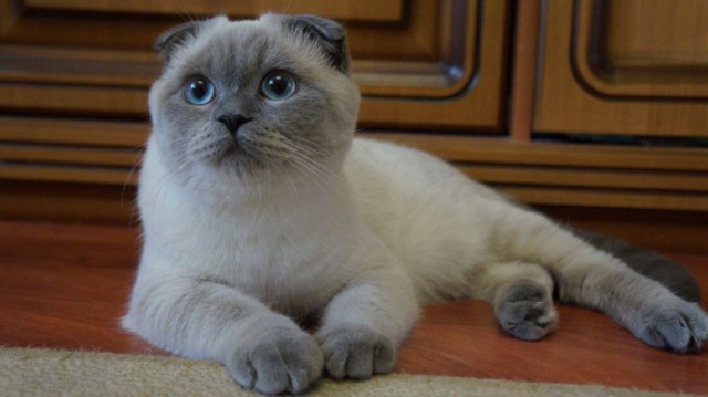 Коты и Кошки