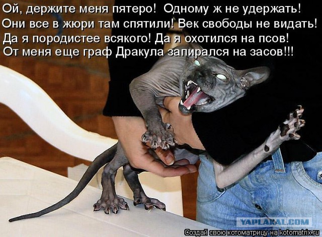Остаться в вечности...Котаны, которые заняли достойное их место на фото.
