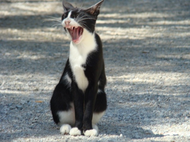 Коты и Кошки