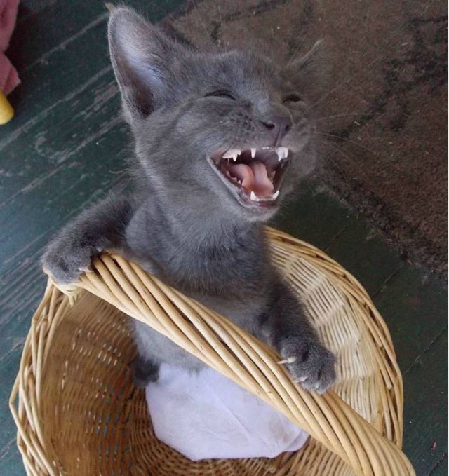 Коты и Кошки